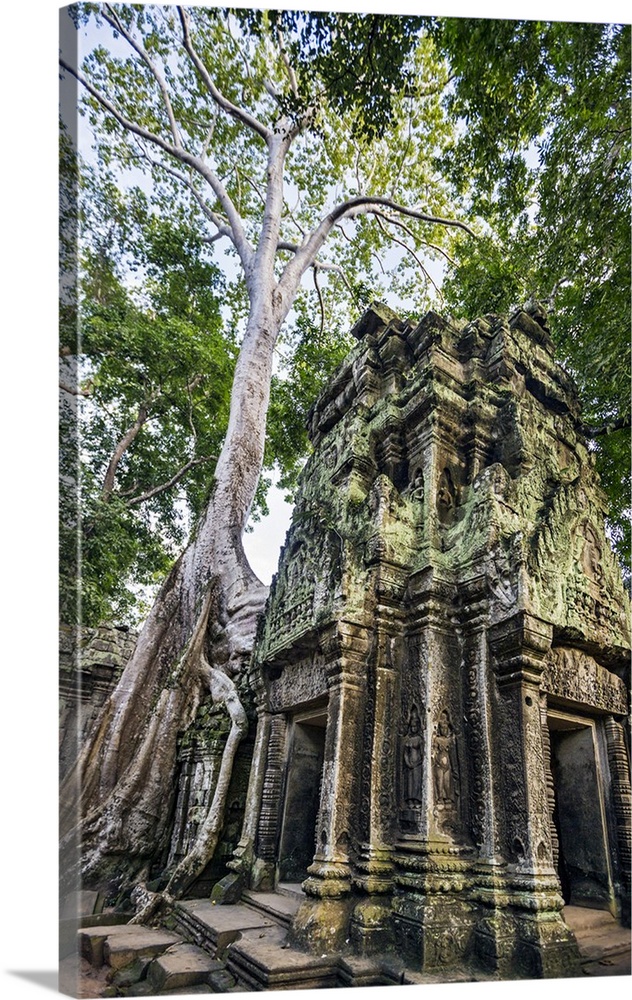 Cambodia, Ta Prohm, Siem Reap Province. The ruins of the Buddhist temple of Ta Prohm.