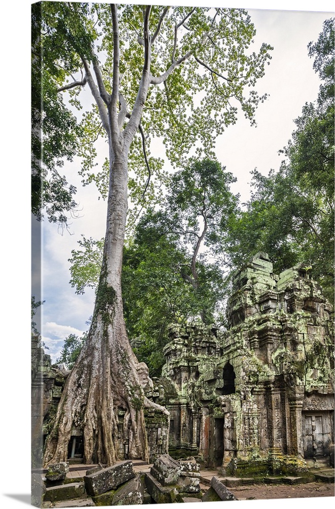 Cambodia, Ta Prohm, Siem Reap Province. The ruins of the Buddhist temple of Ta Prohm.