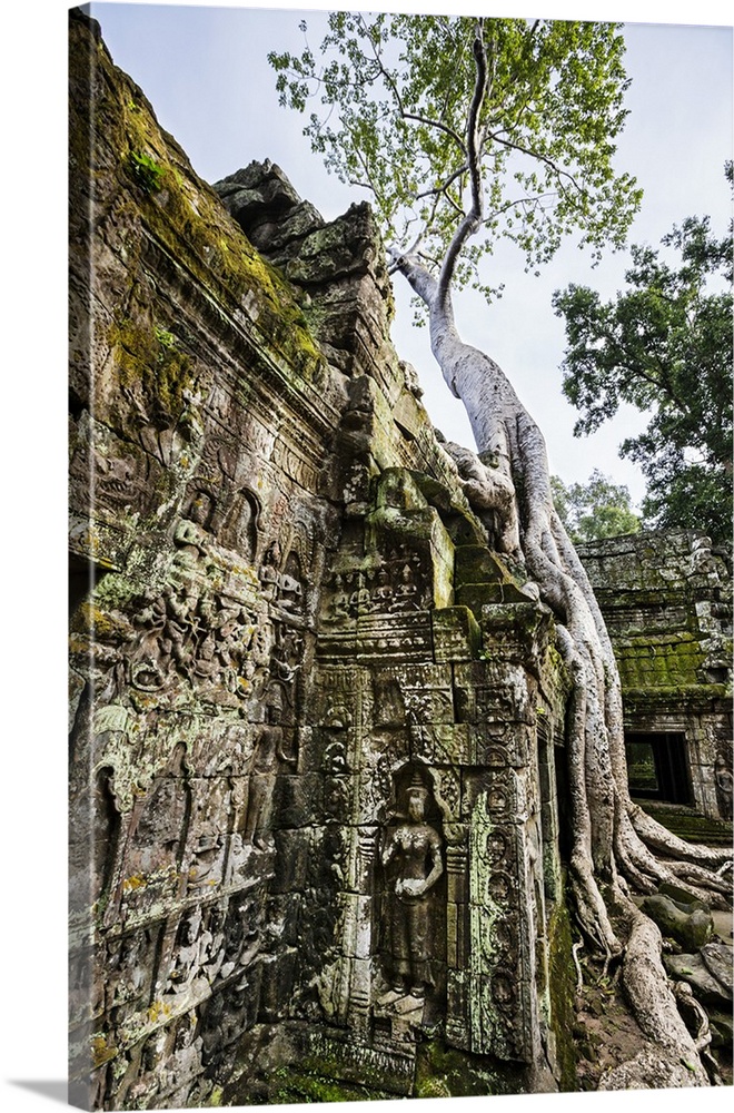 Cambodia, Ta Prohm, Siem Reap Province. The ruins of the Buddhist temple of Ta Prohm.