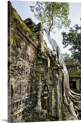 Cambodia, Ta Prohm, Siem Reap Province, The ruins of the Buddhist temple of Ta Prohm