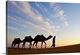 image thumbnail of Camel Driver, Sahara Desert, Merzouga, Morocco