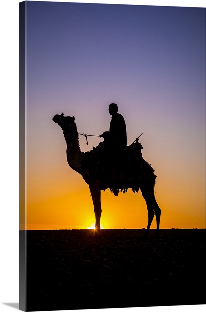 Camel in the desert near Giza, Cairo, Egypt.