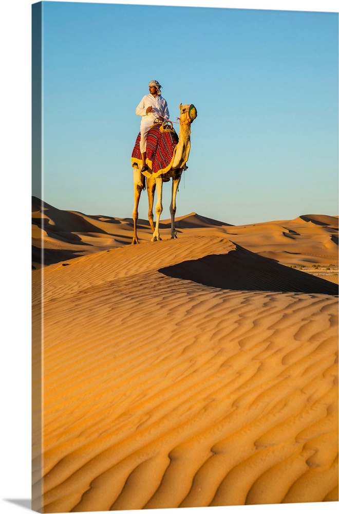 Camel In The Empty Quarter (Rub Al Khali), Abu Dhabi, United Arab Emirates (MR)