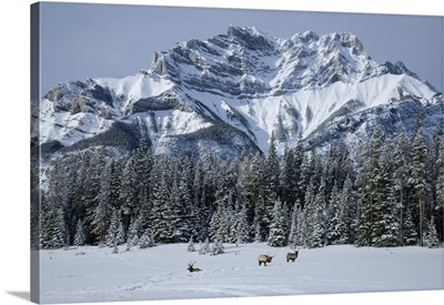 Canada, Alberta, Banff National Park, Mount Astley And Wapiti Elk