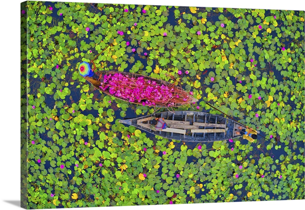 Canal of water lily, Satla, Barisal, Bangladesh. Barisal, Asia, Wazirpur, Bangladesh.