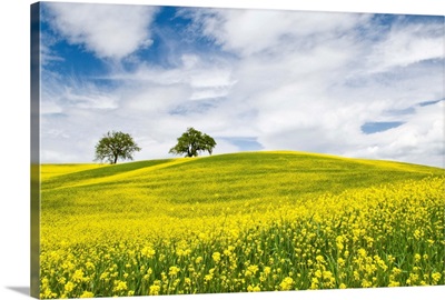 Canola Fields in Orcia Valley, Tuscany, Italy