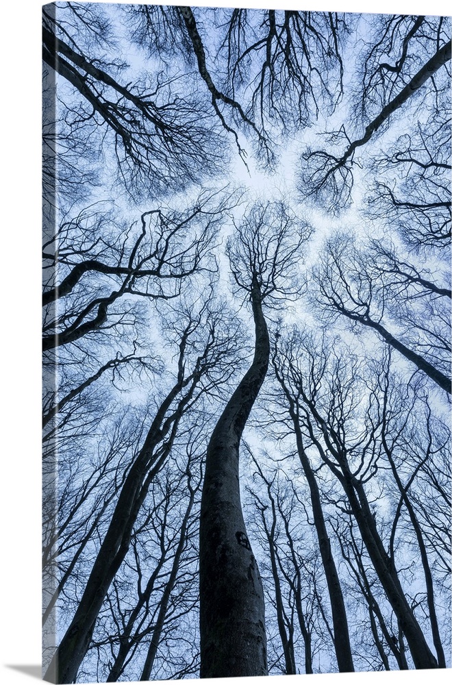 Canopy of Beech (Fagus sylvatica) forest in winter showing 'canopy shyness', Cranborne Chase, Dorset, England, UK