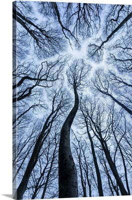 Canopy Of Beech, Forest In Winter Showing 'Canopy Shyness', Dorset, England