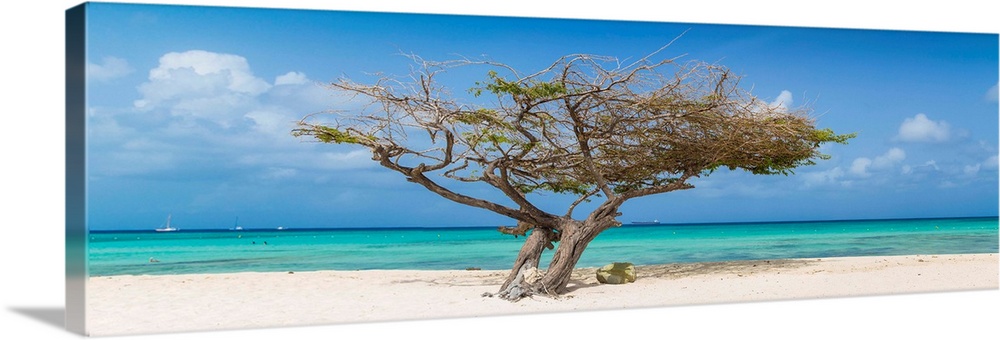 Caribbean, Netherland Antilles, Aruba, Divi Divi Tree on Eagle Beach.