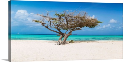 Caribbean, Netherland Antilles, Aruba, Divi Divi Tree on Eagle Beach