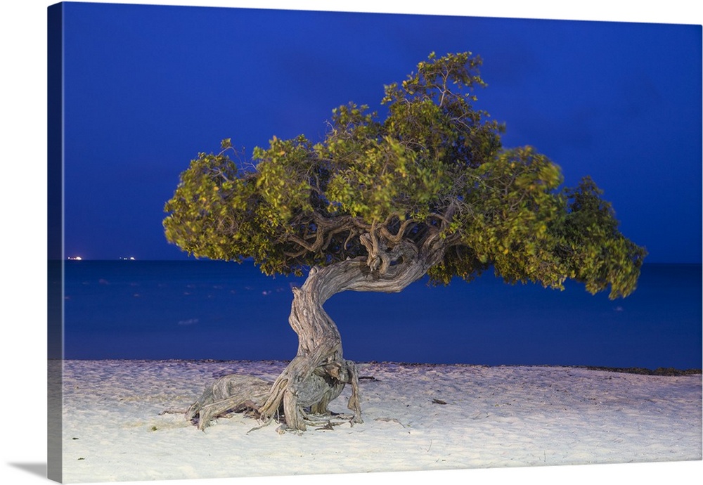Caribbean, Netherland Antilles, Aruba, Divi Divi Tree on Eagle Beach.