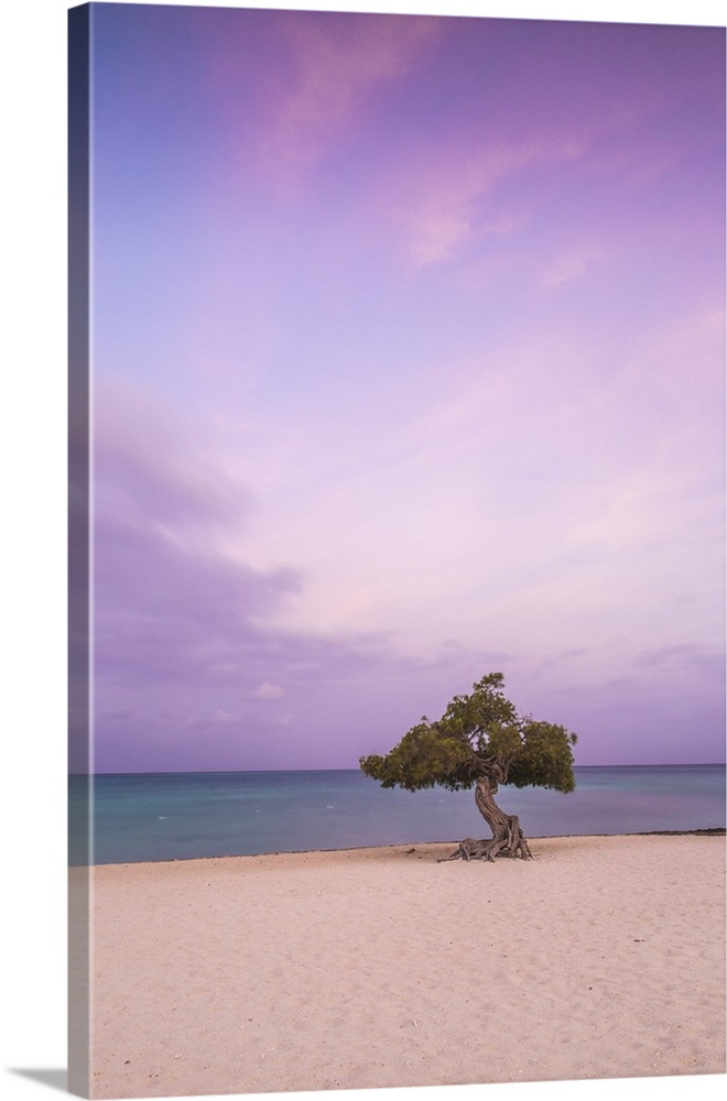 Caribbean, Netherland Antilles, Aruba, Divi Divi Tree on Eagle Beach.