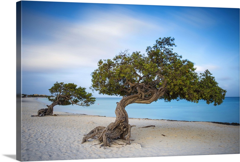 Caribbean, Netherland Antilles, Aruba, Divi Divi Trees on Eagle Beach.