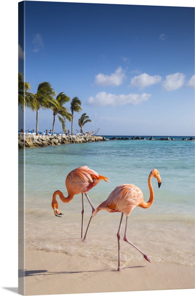 Caribbean, Netherland Antilles, Aruba, Renaissance Island, Flamingo beach.