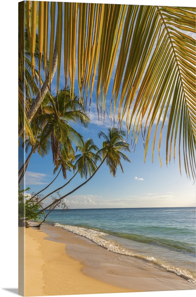 Caribbean, Trinidad and Tobago, Tobago, Pigeon Point.