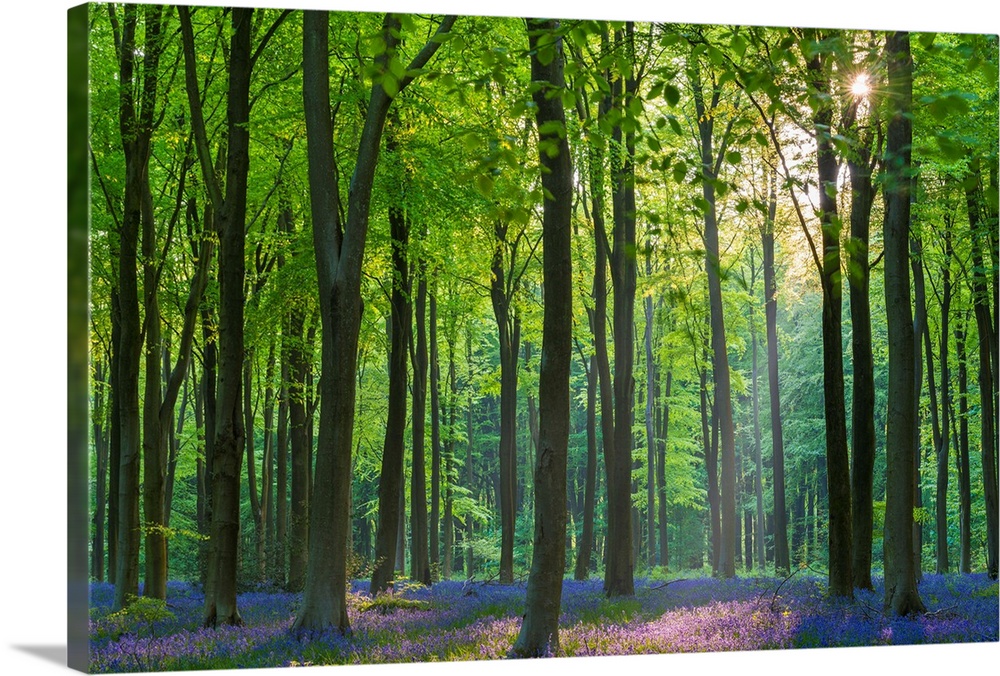 Carpet of flowering bluebells in a deciduous wood, West Woods, Marlborough, Wiltshire, England. Spring (May) 2013.