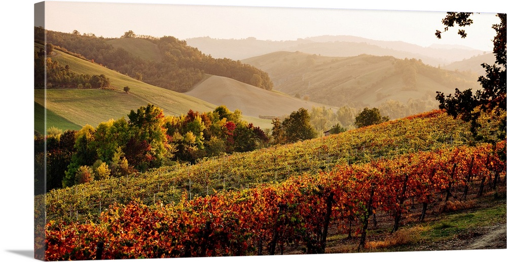 Castelvetro di Modena, Emilia Romagna, Italy. Autumn landscape with colorful vineyards and hills.