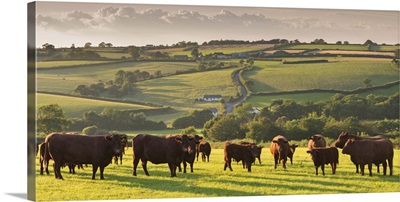 Cattle herd grazing in the countryside, Black Dog, Devon, England