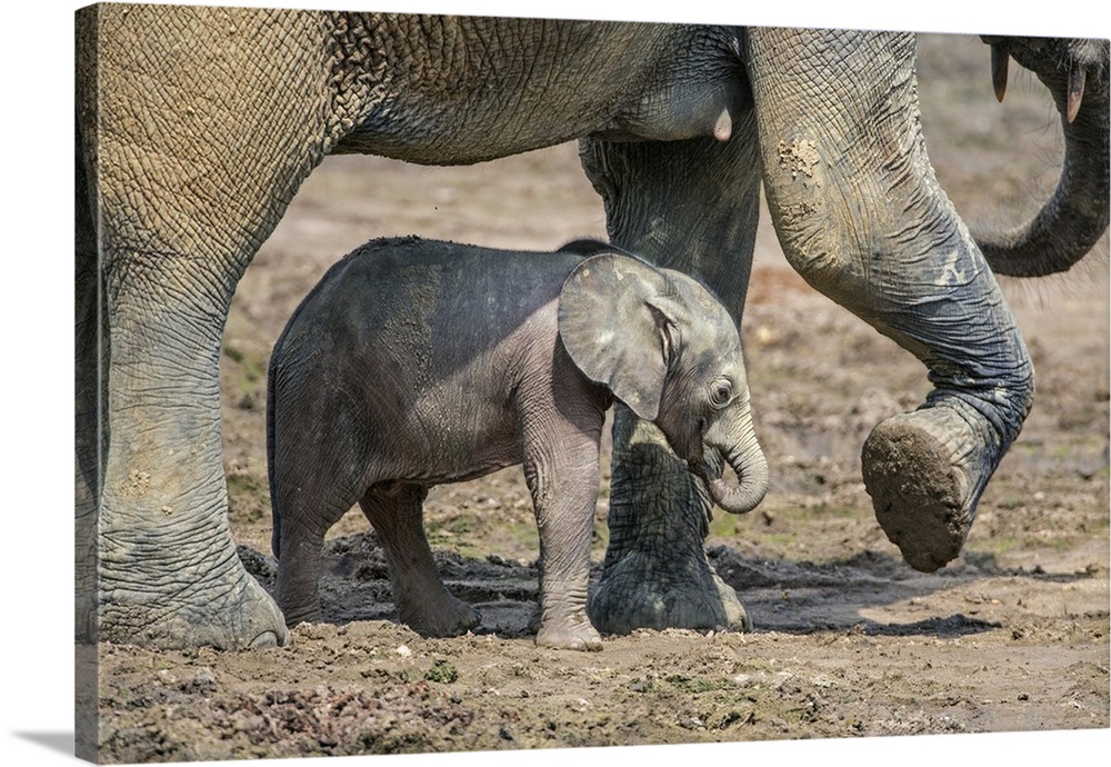 Central African Republic, Dzanga-Ndoki, Dzanga-Bai. A Forest elephant mother and month-old baby at Dzanga-Bai.