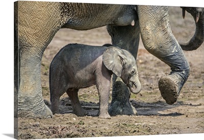 Central African Republic, A Forest elephant mother and month-old baby at Dzanga-Bai