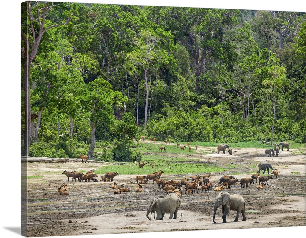 Central African Republic, Dzanga-Ndoki, Dzanga-Bai. A general view of the wildlife spectacle at Dzanga-Bai. Over 50 bongos...