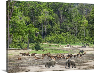 Central African Republic, A general view of the wildlife spectacle at Dzanga-Bai