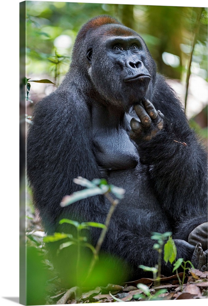 Central African Republic, Bayanga, Dzanga-Sangha, Bai-Hokou. An adult male (silverback) Western lowland gorilla scratches ...