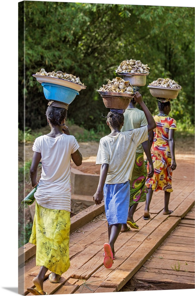 Central African Republic, Bayanga. Bayanga women cross a wooden bridge carrying bowls of wild mushrooms on their heads.