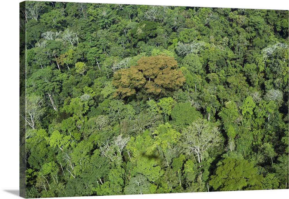 Central African Republic, Dzanga-Sangha, Bayanga. An aerial photograph of the magnificent rainforest canopy near Bayanga.