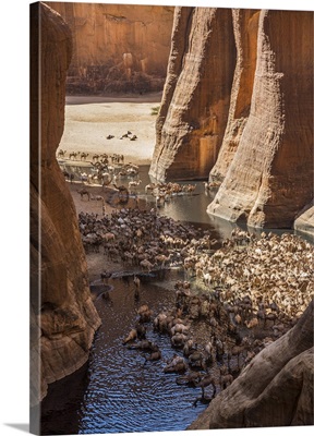 Chad, Wadi Archei, Ennedi, Sahara, A large herd of camels watering at Wadi Archei