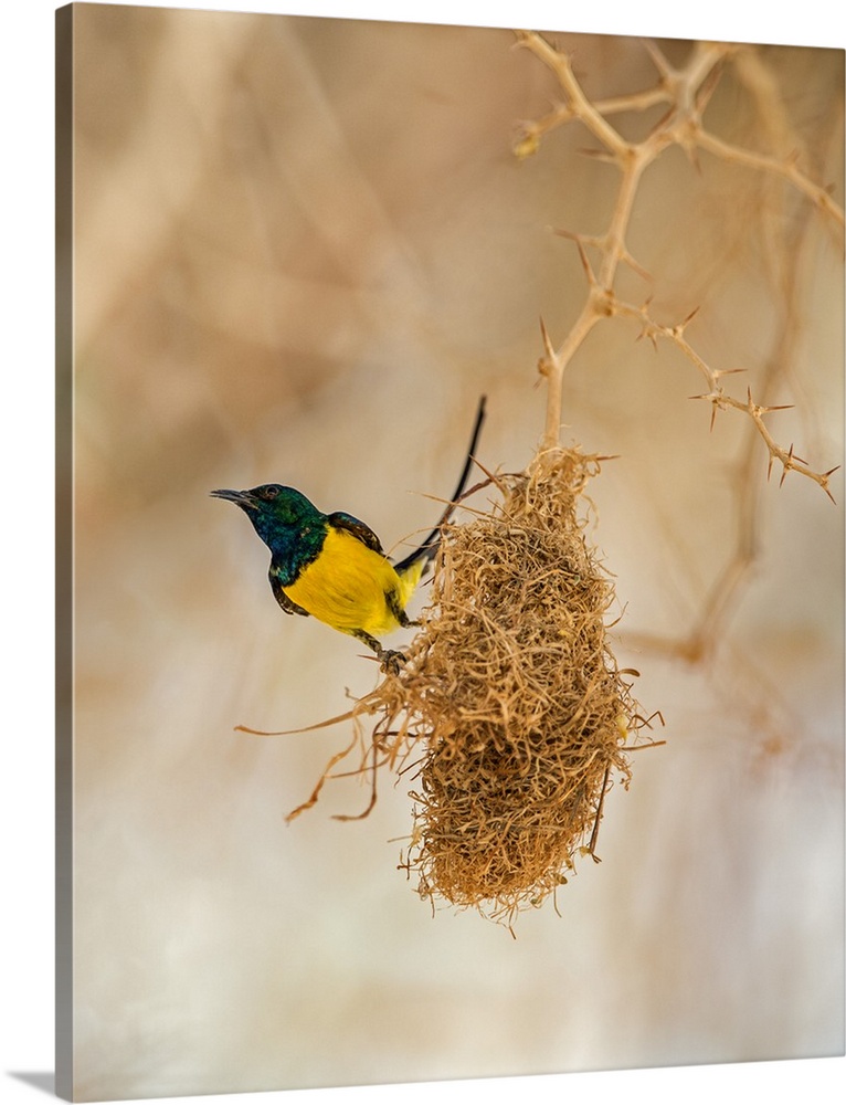 Chad, Wadi Archei, Ennedi, Sahara. A male Pygmy Sunbird beside its nest.