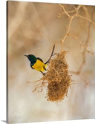 Chad, Wadi Archei, Ennedi, Sahara, A male Pygmy Sunbird beside its nest