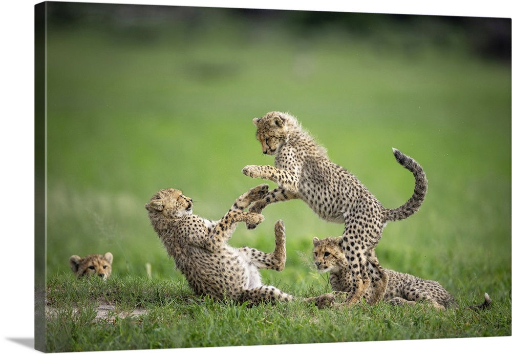 Cheetah Cubs playing, Okavango Delta, Botswana