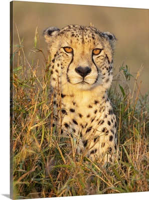 Cheetah In Grass, Zimanga Private Game Reserve, Natal, South Africa image thumbnail