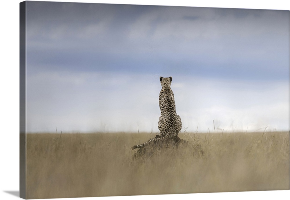 Cheetah (acinonyx jubatus) in the Maasaimara