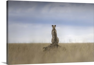 Cheetah In The Maasaimara