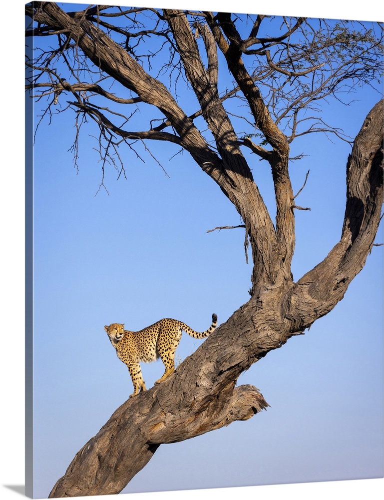 Cheetah in tree, Savuti, Chobe National Park, Botswana