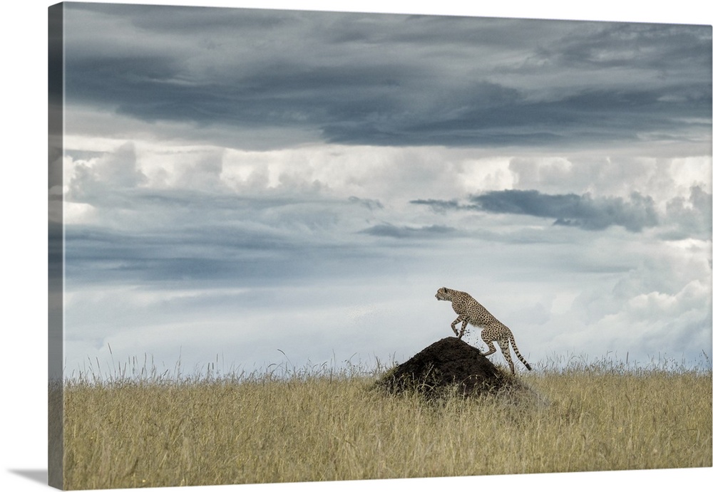 Cheetah on a termite hill, Maasai Mara, Kenya