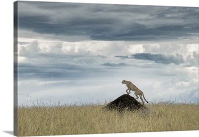 Cheetah On A Termite Hill, Maasai Mara, Kenya