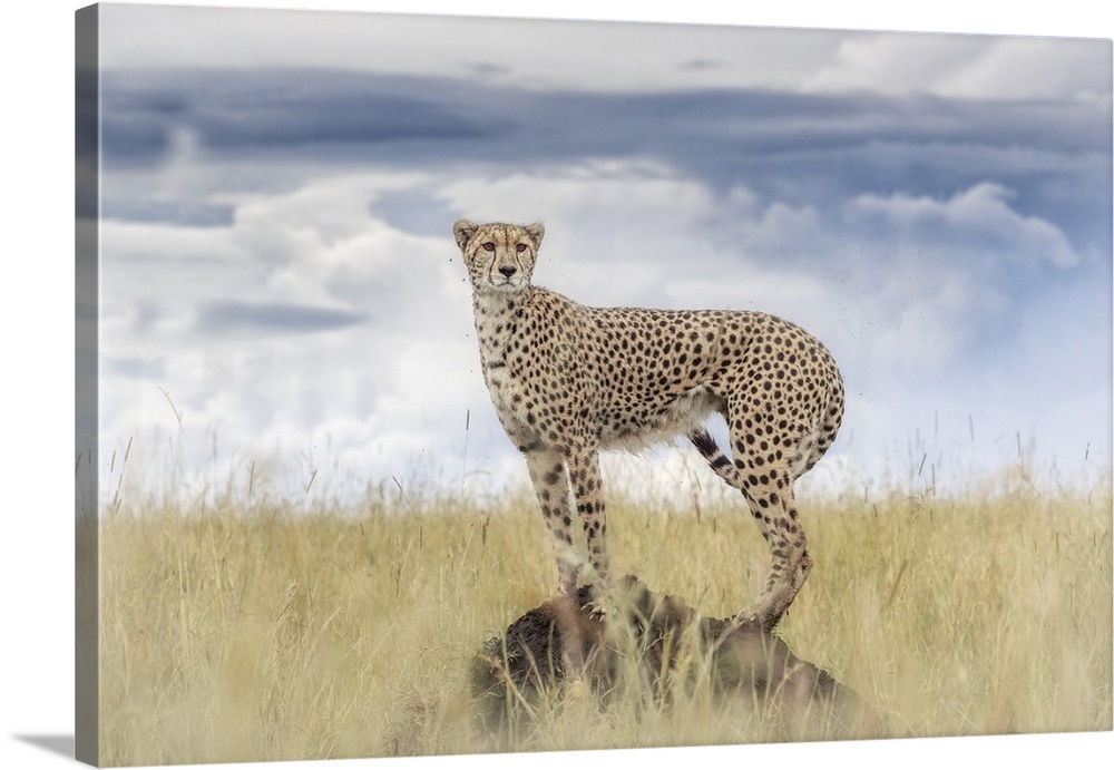 Cheetah on a termite hill, Maasai Mara, Kenya