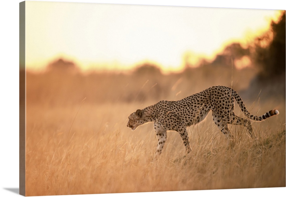 Cheetah on the prowl, Okavango Delta, Botswana