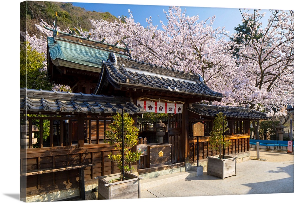 Cherry Blossom At Kitano Tenman Shrine, Kobe, Kansai, Japan