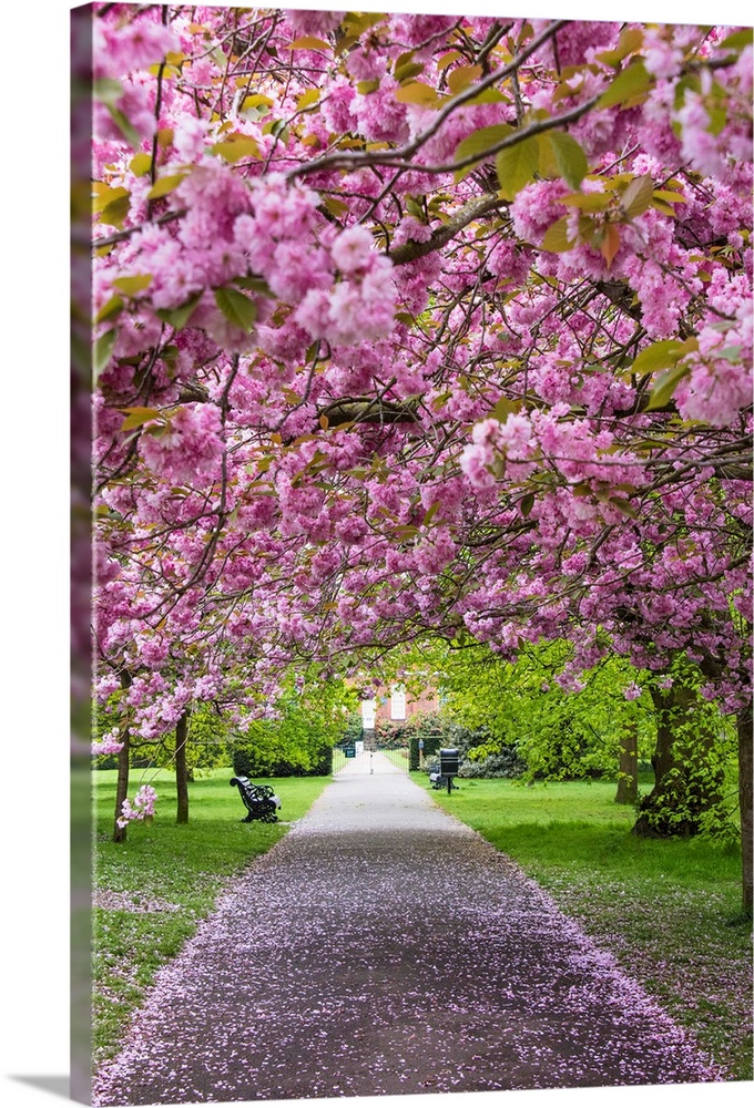 Cherry blossoms in Greenwich Park, London, England.