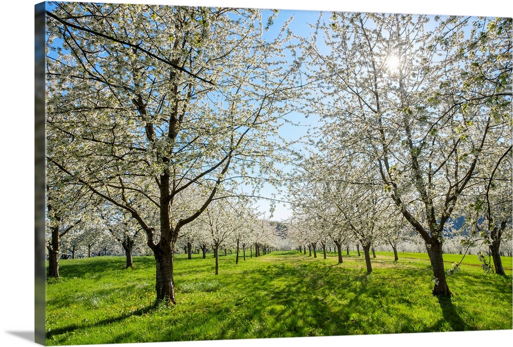 Germany, Baden-Wurttemberg, Schliengen. Cherry blossoms in the Eggenertal valley near the village of Niedereggenen in earl...