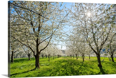 Cherry blossoms in the Eggenertal valley near the village of Niedereggenen