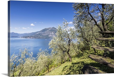 Cherry trees around the village of Varenna surrounded by Lake Como, Italy