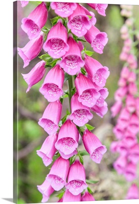 Chile, Patagonia, Torres del Paine National Park Foxglove's flowers