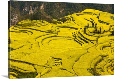 China, Yunnan, Luoping, Mustard fields at Niujie