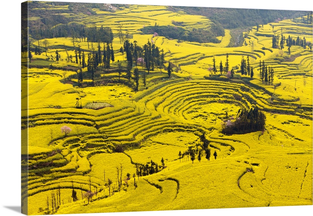 China, Yunnan, Luoping. Mustard fields at Niujie, known as the snail farms due to the unique snail shell like terracing.