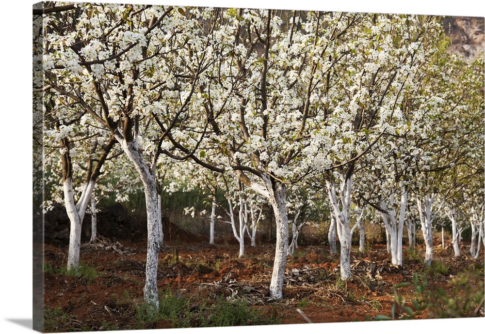 China, Yunnan, Luoping. Pear trees in blossom.